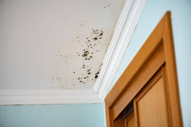 Mold Removal and Inspection in Ocala, FL