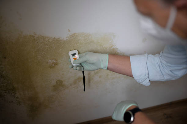 Professional Mold Removal in Ocala, FL